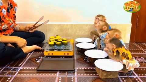 Cat songs and cute Monkey video | Triple Monkeys
