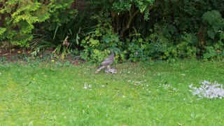 Sparrowhawk Attacks