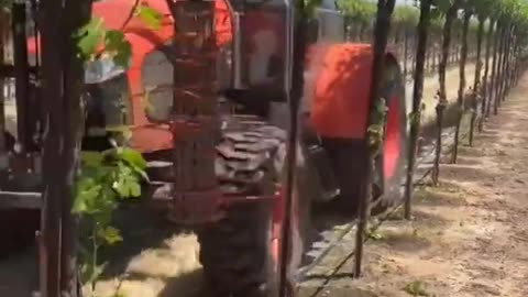 Tractor Taking Grape Branches Out - Farming Machine