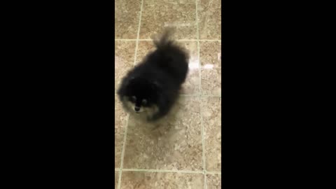 Cute Pomeranian Dog - Lovely Pom Dog