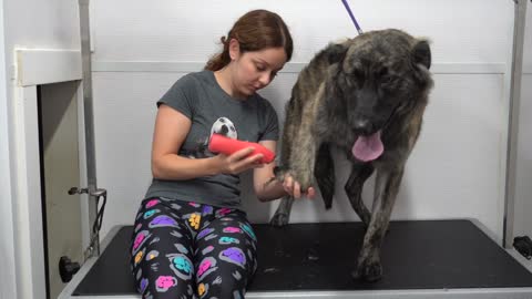 Adorable puppy barks at dryer and nibbles my ear