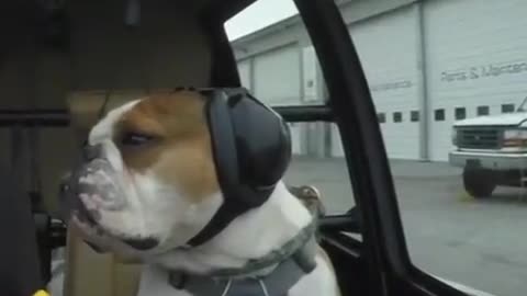 OWNER TRAIN HIS BULLDOG AS A CO -PILOT