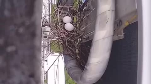 Find an air conditioner and build a bird's nest