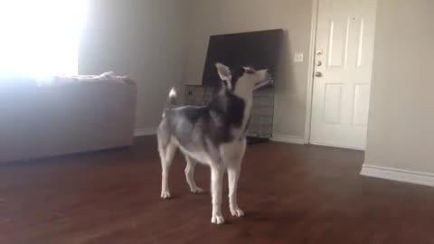 My husky saeuoia, howling while home alone..