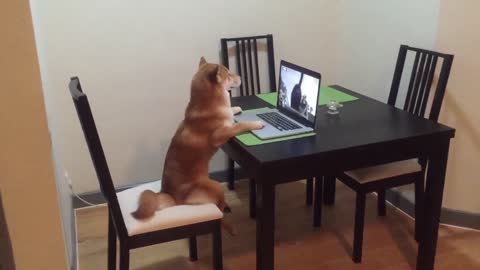 Dog Sits Like Human, Watches Videos On Laptop