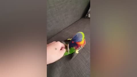 FUNNY PARROTS AND CUTE BIRDS VIDEO COMPILATION