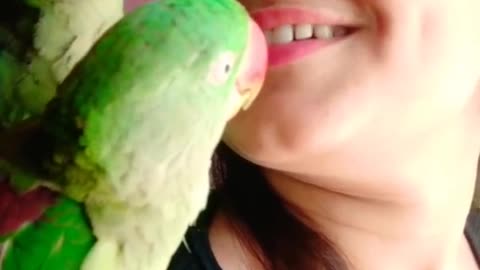 Parrots kissing