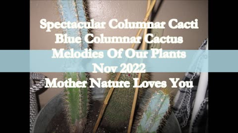 Spectacular Columnar Cacti Blue Columnar Cactus Nov 2022