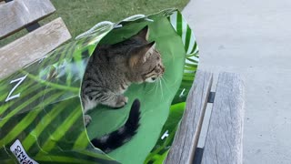 Stray Cat Climbs into Person's Bag