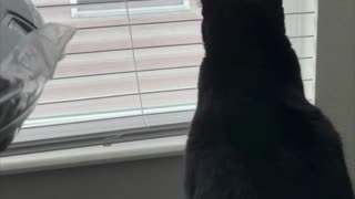 Adopting a Cat from a Shelter Vlog - Cute Precious Piper Looks in Our Neighbor's Window #shorts