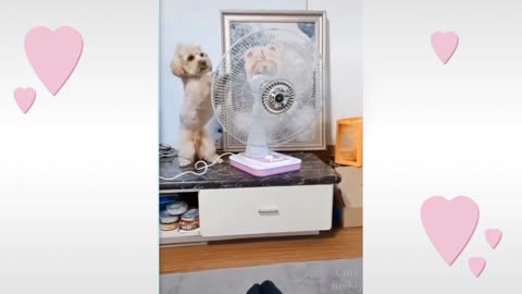 Smart Funny Dog Video Compilation, It's Time to Laugh 😂😂👌