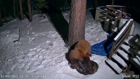 Bears Wrestling in the Snow