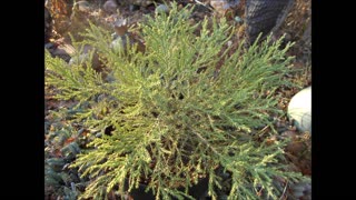 A very Long Lived Tree Indeed Giant Sequoia Nov 2022