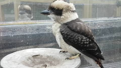 Kookaburra eats meat