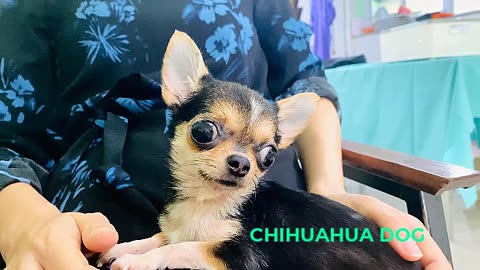 Chihuahua funny🐕dog puppy - Mexican🐕🐕🐕dogs.