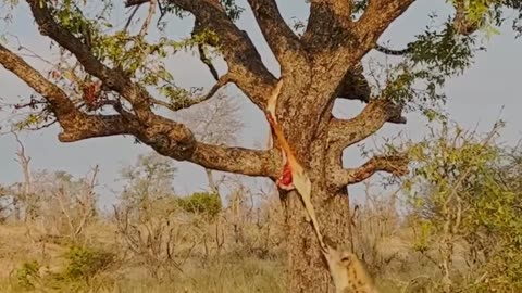 Hyena Swings from Leopard's Meal!