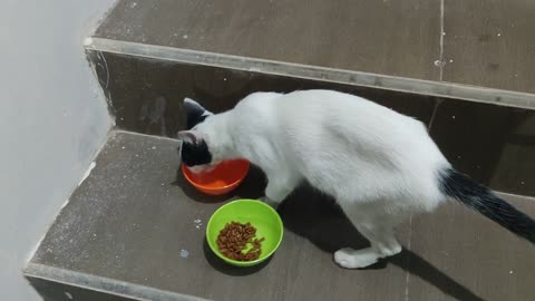 Cute stray cat is hungry and thirsty