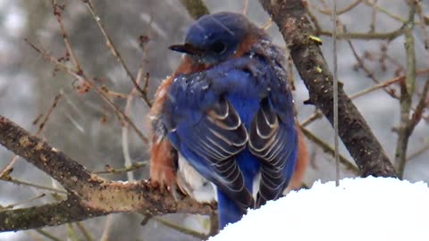 Bluebird