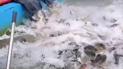 Amazing video. many fishes