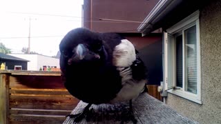 Funny Magpie Notices Camera #shorts #cute #funny