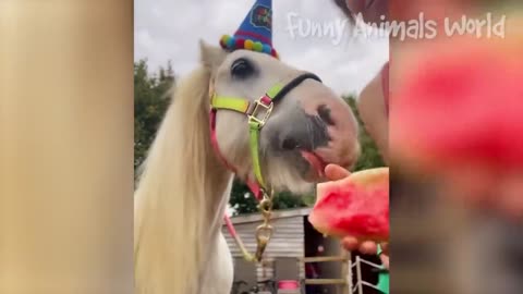 The Funniest Animal Video You'll Ever See