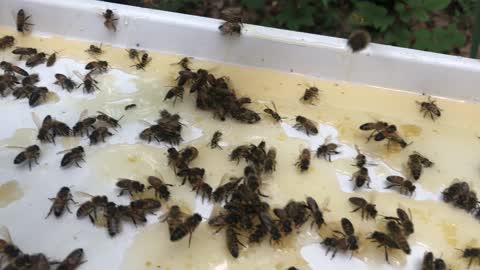 Open feeding sticky frames at the end of honey season