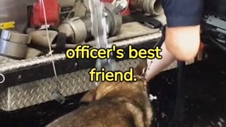 Police Dog!!