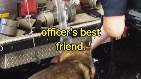 Police Dog!!