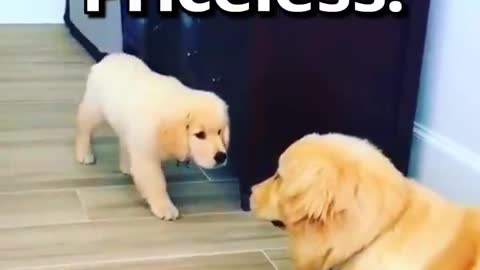 How WOULD YOU React to this DOG 🤣 | Wholesome Moments