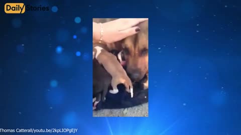 Heartbroken Mama Dog Cries Tears Of Joy