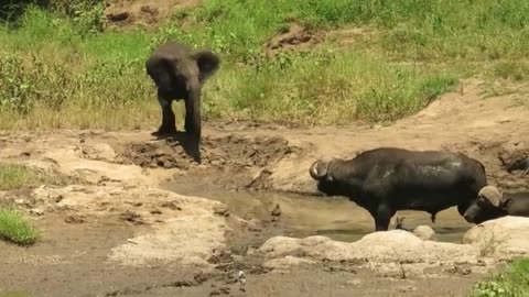Baby elephant attempts to intimidate buffalos