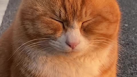 Sleeping funny cute cat 😂😂