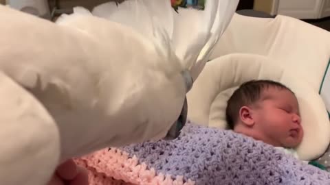 Pet cockatoo introduced to baby addition