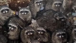 Found a den of raccoons