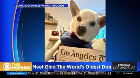 Geno, 22, is oldest dog alive