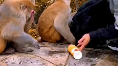 Clever monkey is drinking juice