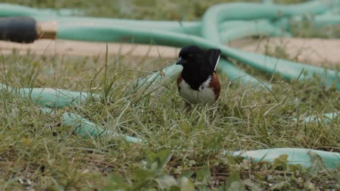 A bird jumps on the ground