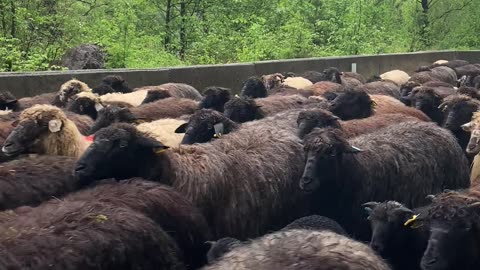 A Flock of Sheep Walking along a Road