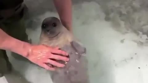 Baby seal introduced to water for the first time