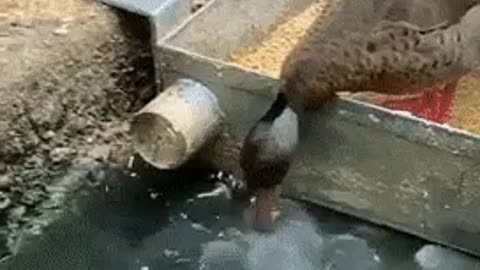 Duck feeds fish