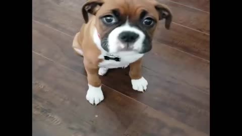 Best Of Cute Boxer Puppies