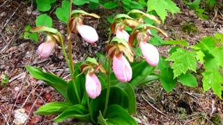 Lady Slippers