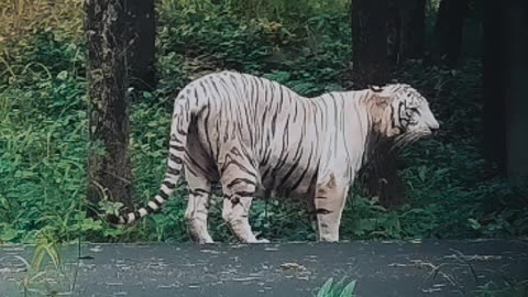 Rare syberian tiger