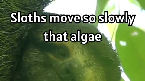 The Amazing Adaptations of Sloths_ How Algae Camouflage Them in the Wild! 🌿