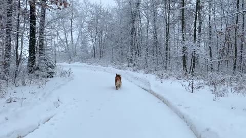 My Dog Rents a Log Cabin funny animal network of Hassan Cheema