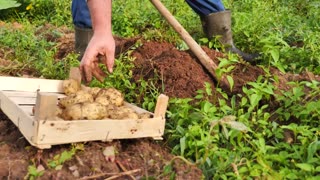 Potato Milk is a Sustainable Non-Diary Vegan Alternative - Science News