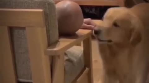 Funny Puppy