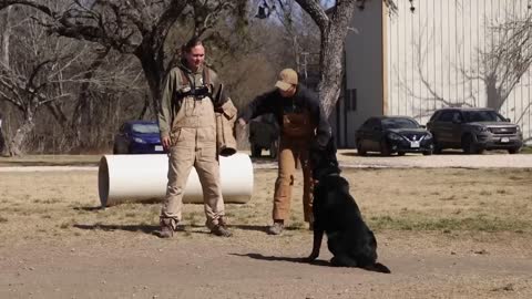 How Military Dogs Are Trained | Boot Camp | Business Insider