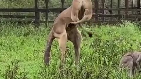 Look at this Kangaroo Muscle | Body Builder Kangaroo #shorts