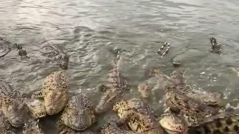 Crocodile lunchtime in ocean